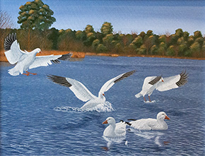 Photo de la migration